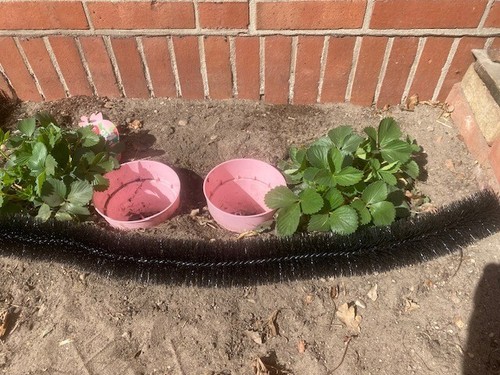 Schneckenbürste
