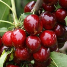 Süßkirsche `Regina´