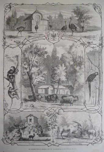 Holzstich der zoologische - holzstich,