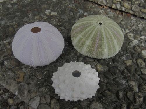 Wunderschöne seeigel sea - seeigel, (sea