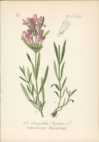 Chromolithographie - ,