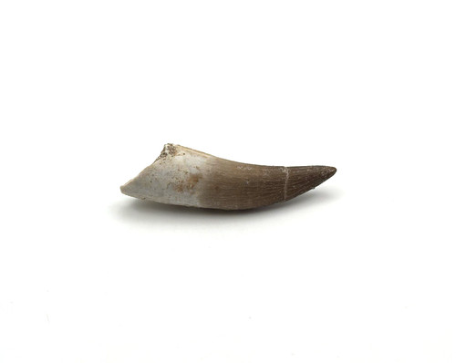 Schöner plesiosaurus - schöner,