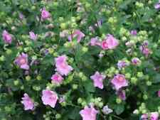 Hibiskus Samen,10+ Samen Samenfest, Exotische Pflanze, Zierpflanze