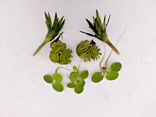 Schwimmpflanzen Mix Set gegen Algen  7 einzelne Pflanze für Teich. 2,98€/Stck