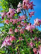 Akelei Stauden Blumen Samen Garten Mischung