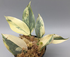 Philodendron Silver Sword