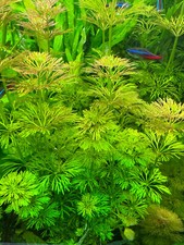 Aquariumpflanzen – 5x