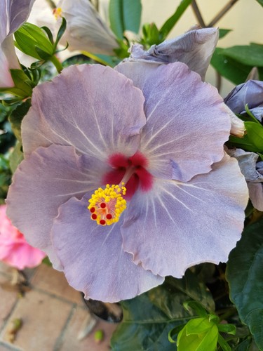 Hibiskus rosa sinensis nicht - hibiskus,