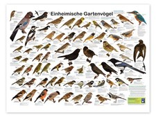 Poster Einheimische Gartenvögel - Planet Poster Editions