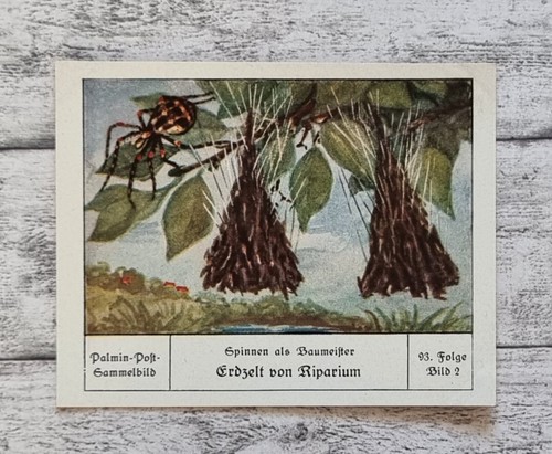 Erdzelt riparium baumeister - riparium,