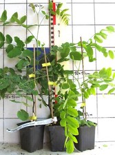 Robinia x hybr. "Casque Rouge"   / rotblühende Robinie,- veredelte Pflanze-