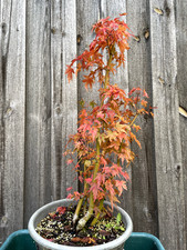 Japanischer Fächerahorn Pre Bonsai Höhe ca 66cm Alter 15 Jahre  Floßform