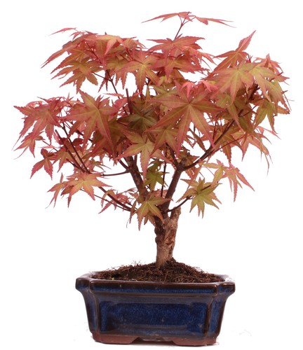 Bonsai acer palmatum deshojo - acer,