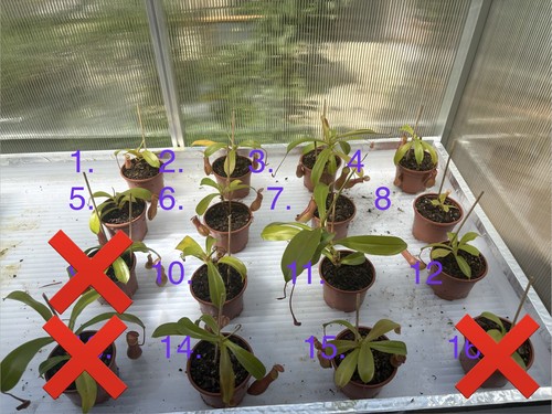 Kannenpflanze nepenthes - kannenpflanze,