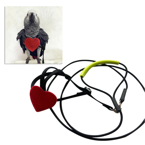 Vogel leine papageienleine - vogel,