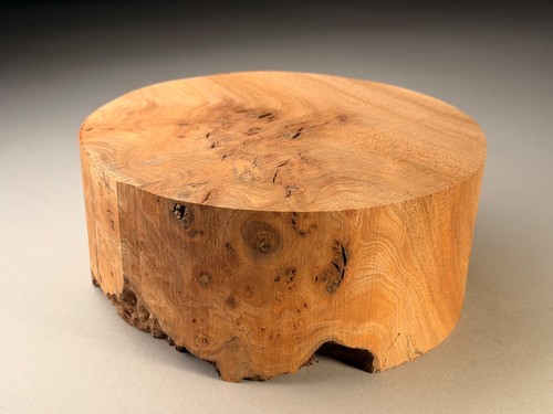 Maser ulme drechselholz - ulme,