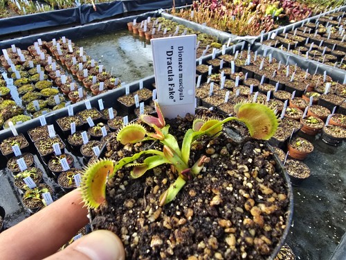 Dionaea muscipula dracula - dionaea, "dracula