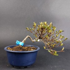 Bonsai jap satsuki - jap.,