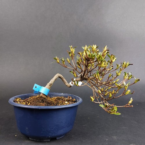 Bonsai jap satsuki - jap.,