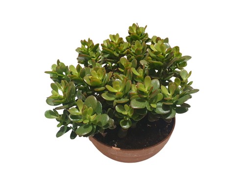 Geldbaum dickblatt crassula - dickblatt, xl