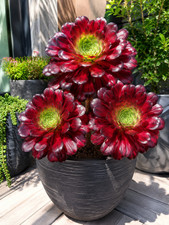 Sale786 aeonium undulatum - sale786,