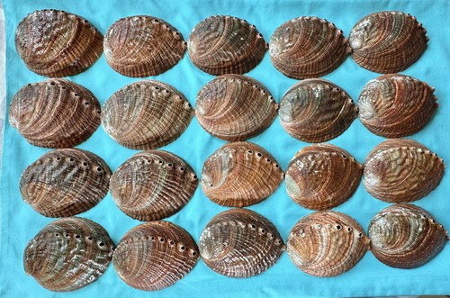 Meeresmuschel haliotis - meeresmuschel,