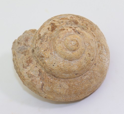 Schnecke bathrotomaria - schnecke,,