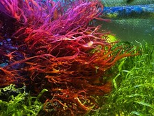 Halymenia durvillei "Dragons