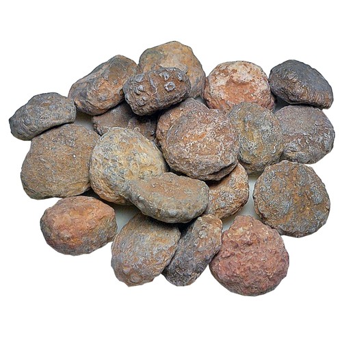Fossile seeigel stark - fossile,