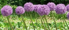 Zwiebeln Riesen-Allium /