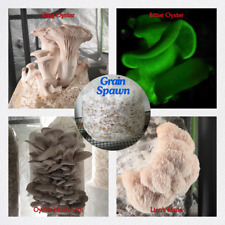 Pilzbrut | Körnerbrut | Mushroom Grain Spawn | Grow Mushrooms at Home