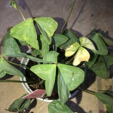 oxalis triangularis Herzblattklee Mystic Mist