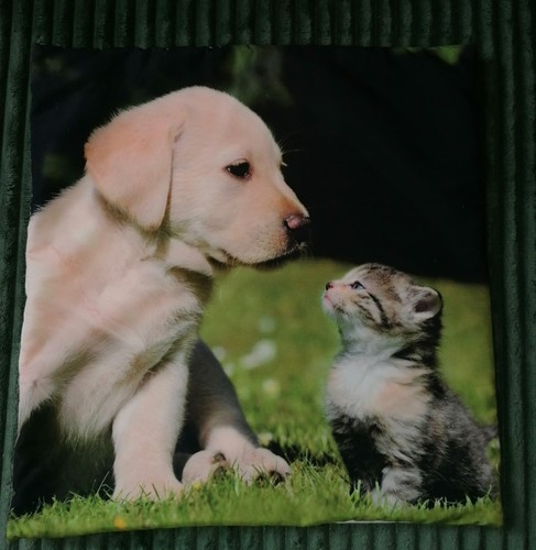 Kissenbezug katze hund - kissenbezug,
