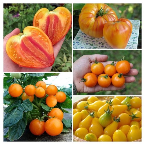 Gelbe tomaten samen mischung - gelbe,