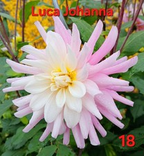 Dahlien Samen Gartenblumen 6 Samen 3€