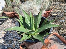 M6 Agave montana big frosthart