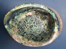 XL Abalone Muschel 16,5cm