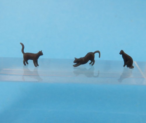 Katzen von - katzen, h0