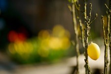 PENTACON 135MM F2.8 BOKEH