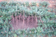 10 Nordmanntannen 4 jährige ca.20-30 cm ohne Wurzelberechnung Abies Nordmaniana