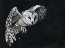 Fly Barn Owl Eule Schleiereule