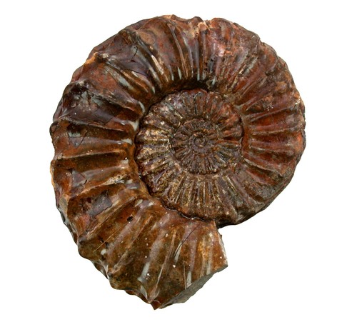Lias pleuroceras spinatum - ,