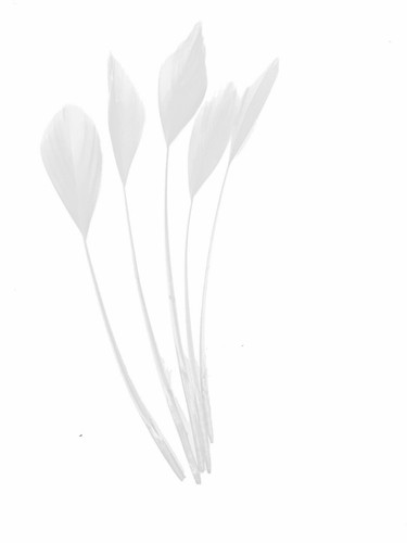 Lange fascinators federn - fascinators,