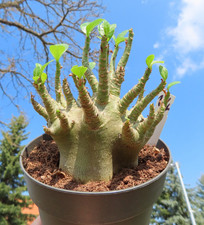 Adenium obesum Wüstenrose