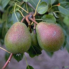 Birne Birnenbaum Obstbaum Pyrus versch. Sorten und Größen Terrassenobst Busch