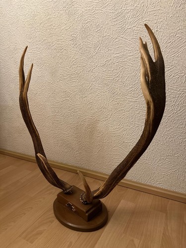 Hirschgeweih