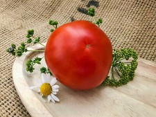 Brutus - tschechische Fleischtomate dunkelrot 10 Samen bis 500g mittelfrüh