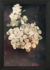 Weichheit des Herzens