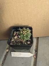 Matucana pujupatii, kakteen sukkulenten kaktus