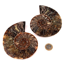 XL Ammoniten Paar Poliert Ø